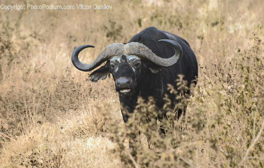 Wildlife, Buffalo, Mammal, Animal, Sheep