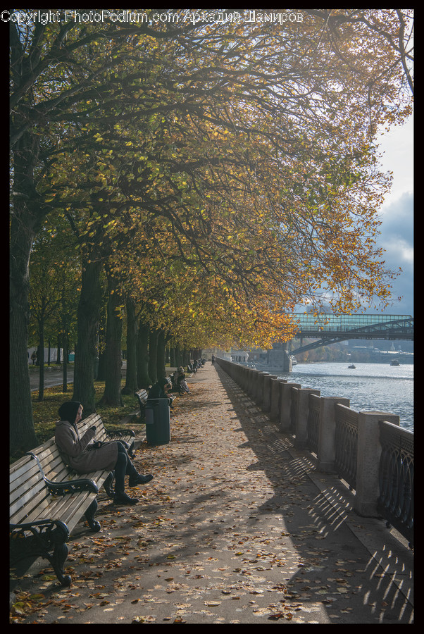 Plant, Tree, Path, Walkway, Human