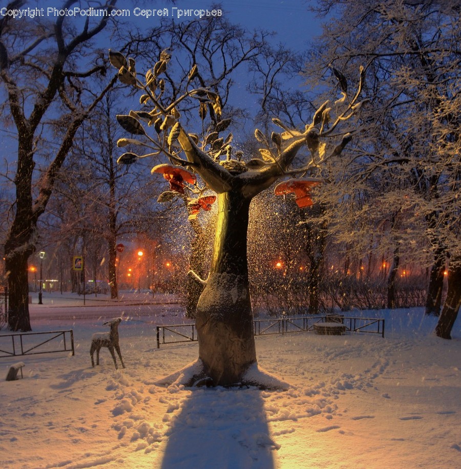 Nature, Outdoors, Plant, Tree, Snow