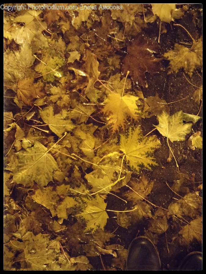 Plant, Leaf, Tree, Maple Leaf, Maple