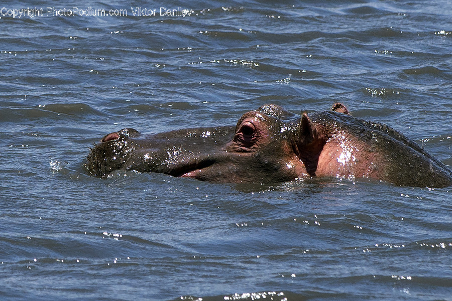 Wildlife, Animal, Mammal, Hippo, Human