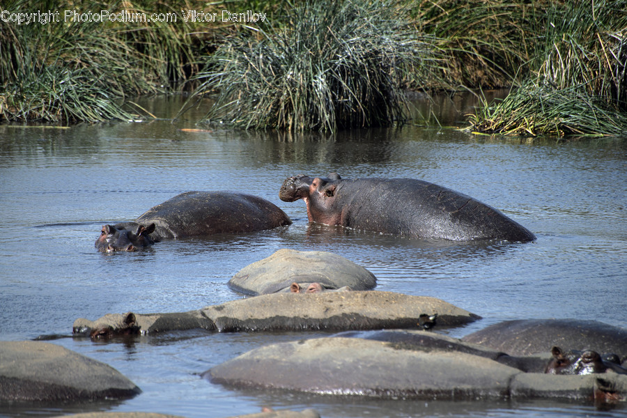 Animal, Hippo, Mammal, Wildlife, Human