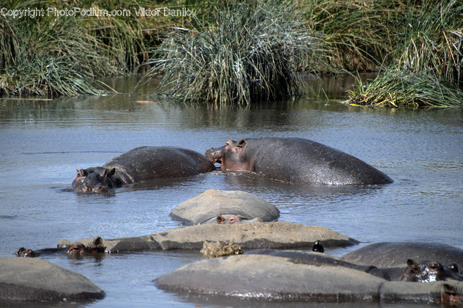 Wildlife, Animal, Mammal, Hippo, Bear