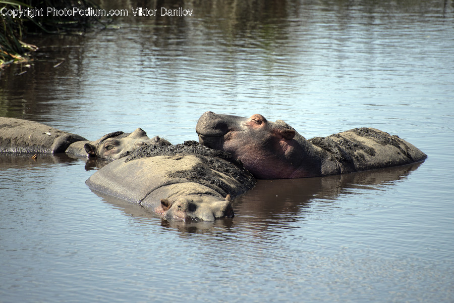 Animal, Wildlife, Mammal, Hippo, Bear