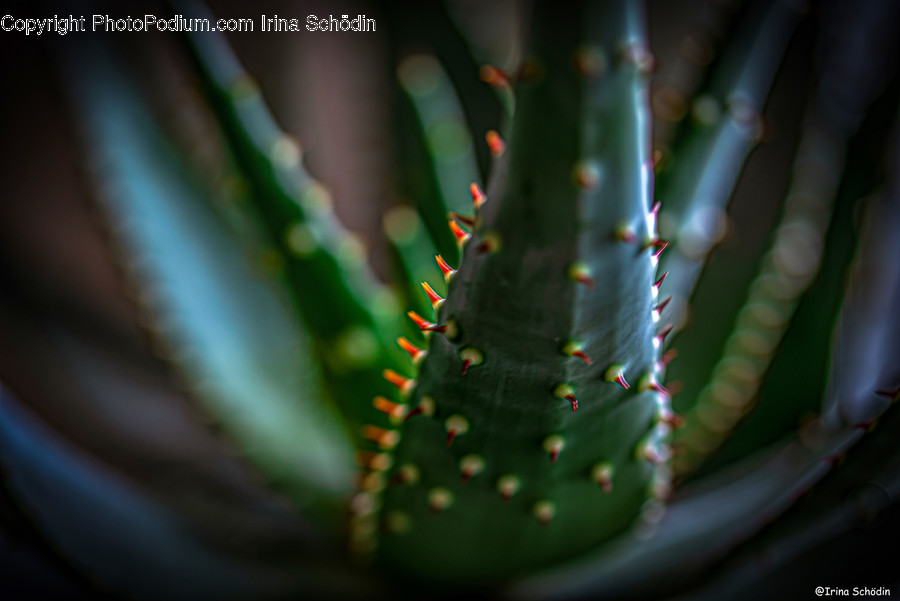 Plant, Aloe, Cactus