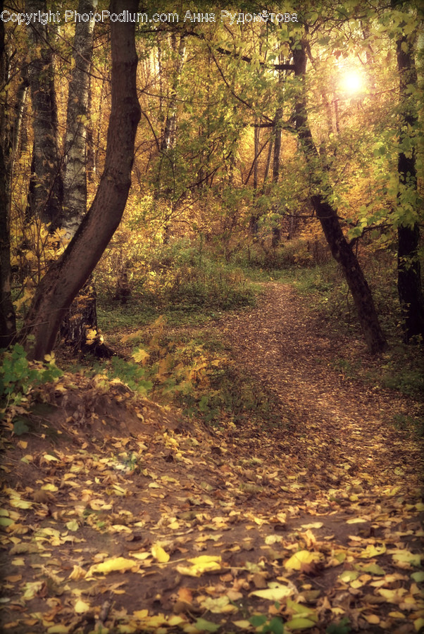 Tree, Plant, Tree Trunk, Ground, Path