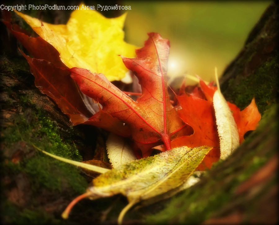 Leaf, Plant, Tree, Maple, Maple Leaf
