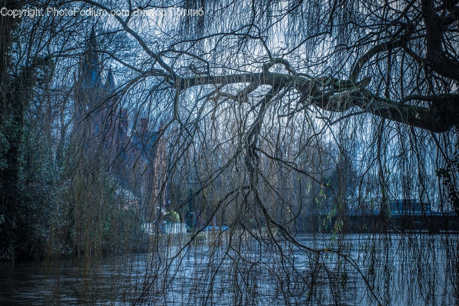 Plant, Tree, Willow, Nature, Land
