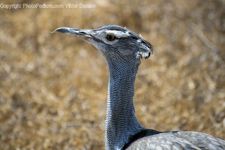 Bird, Animal, Waterfowl, Beak, Jay