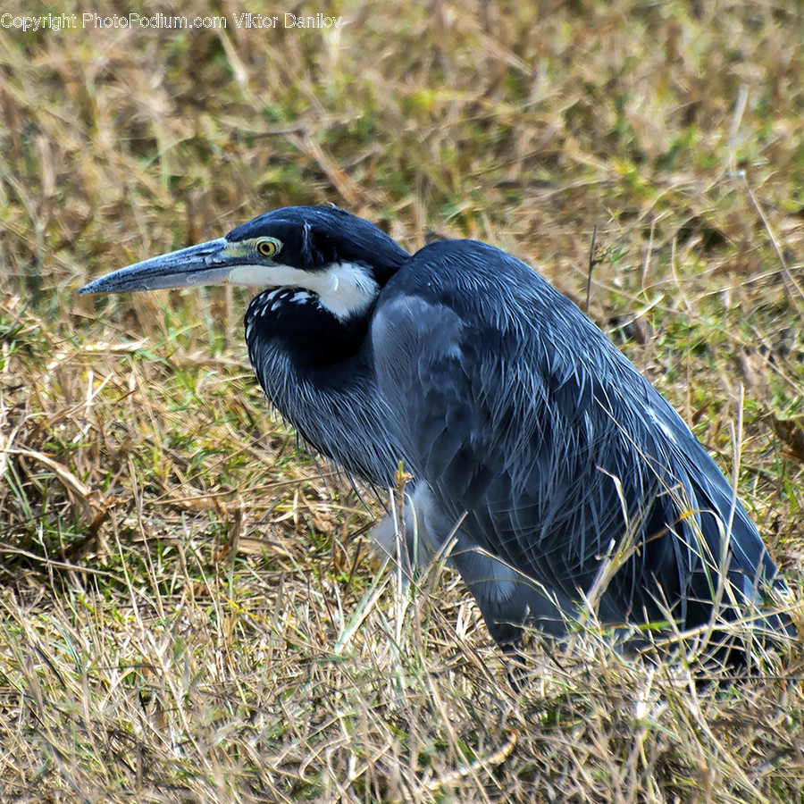 Animal, Bird, Waterfowl, Stork, Anhinga