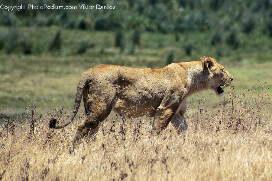 Lion, Mammal, Animal, Wildlife, Bush