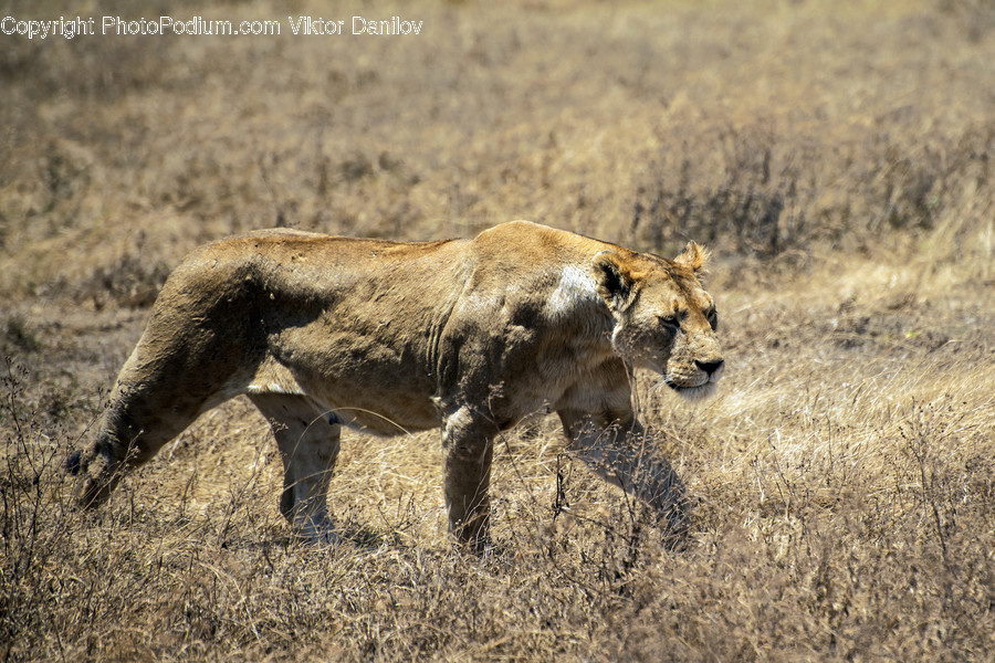 Lion, Wildlife, Animal, Mammal
