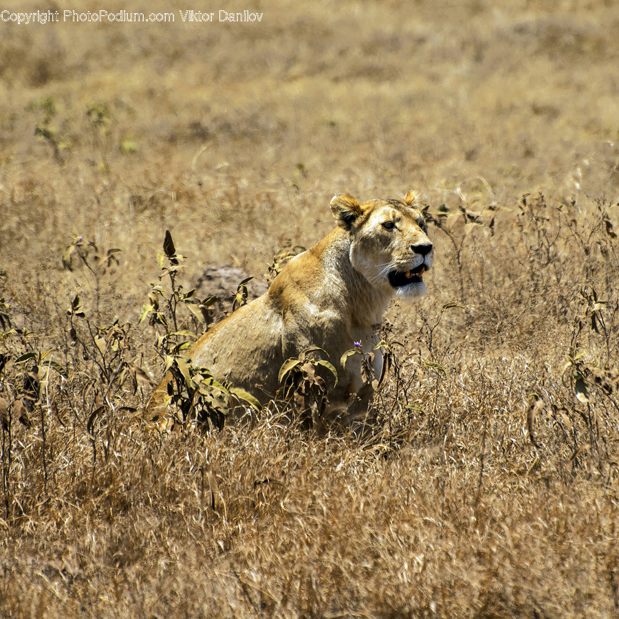 Wildlife, Mammal, Lion, Animal, Bush