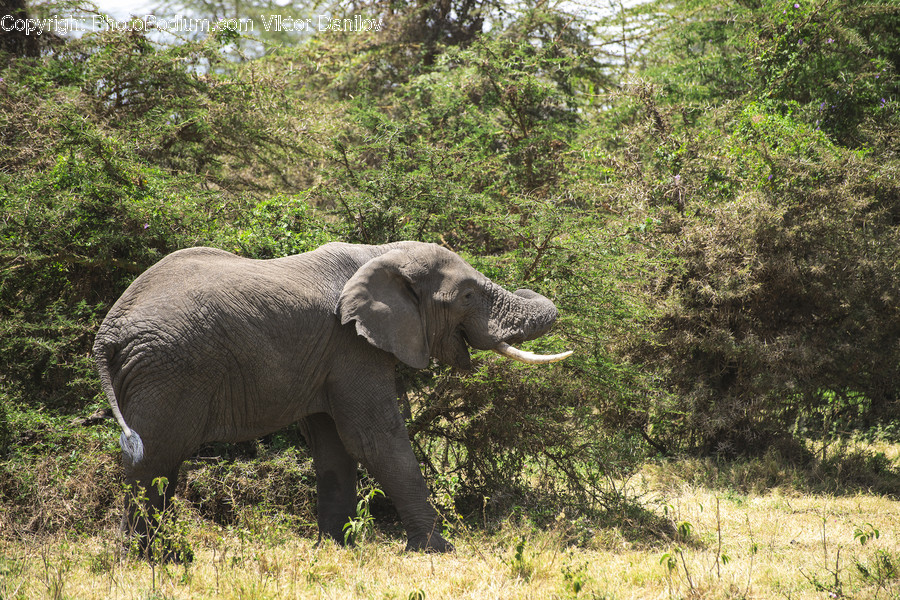 Animal, Elephant, Wildlife, Mammal, Vegetation