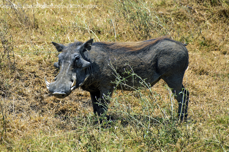 Hog, Mammal, Pig, Animal, Warthog