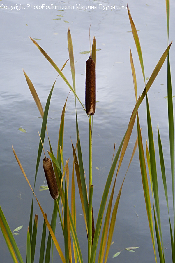 Grass, Plant, Lawn, Reed, Water