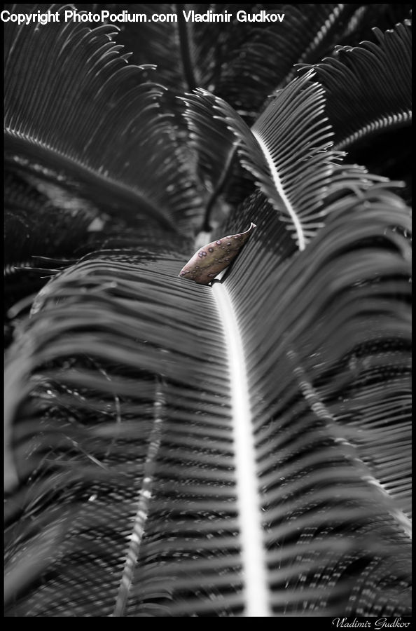 Fern, Plant, Arecaceae, Palm Tree, Tree