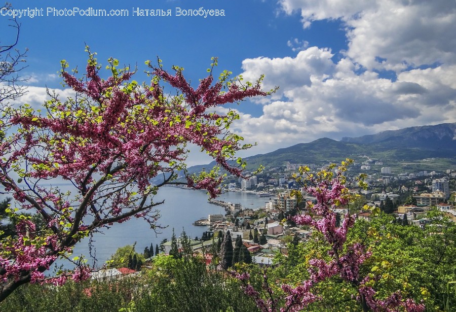 Outdoors, Plant, Flower, Blossom, Nature