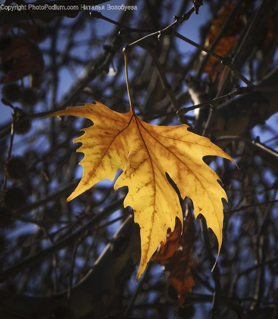 Plant, Leaf, Tree, Fungus, Maple