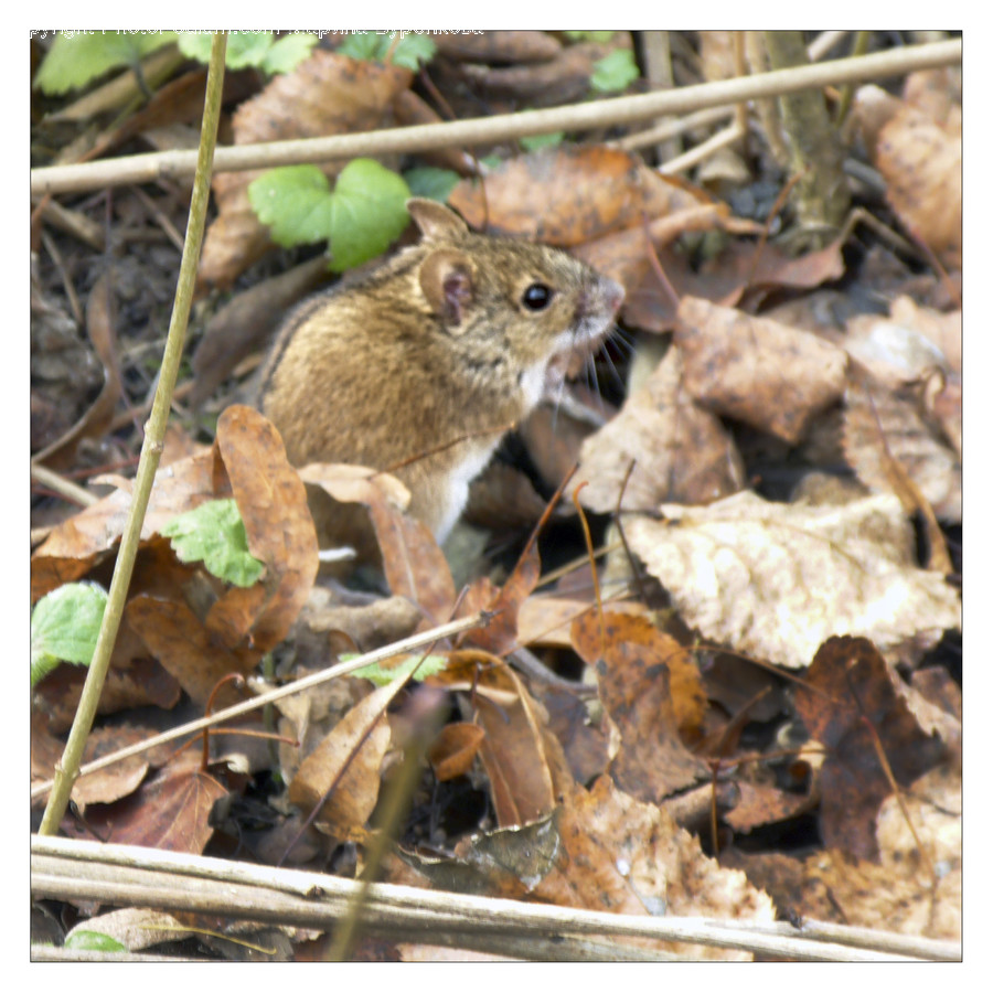 Animal, Rodent, Mammal, Bird, Rat