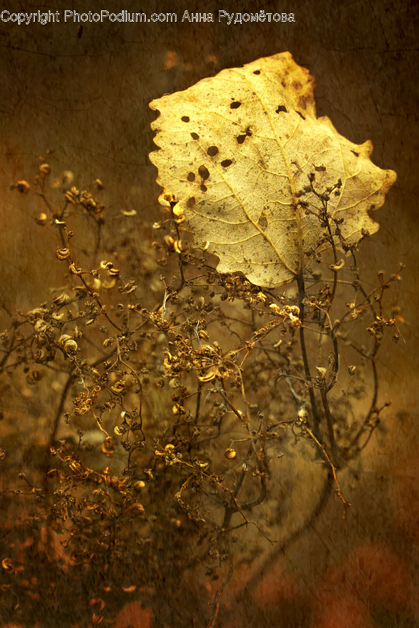 Leaf, Plant, Tree, Maple Leaf, Sunlight