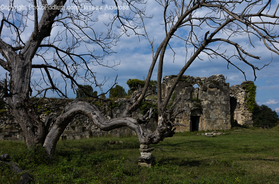Tree, Plant, Tree Trunk, Ruins