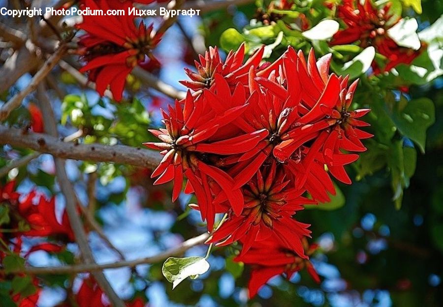 Plant, Blossom, Flora, Flower, Petal, Aster, Maple