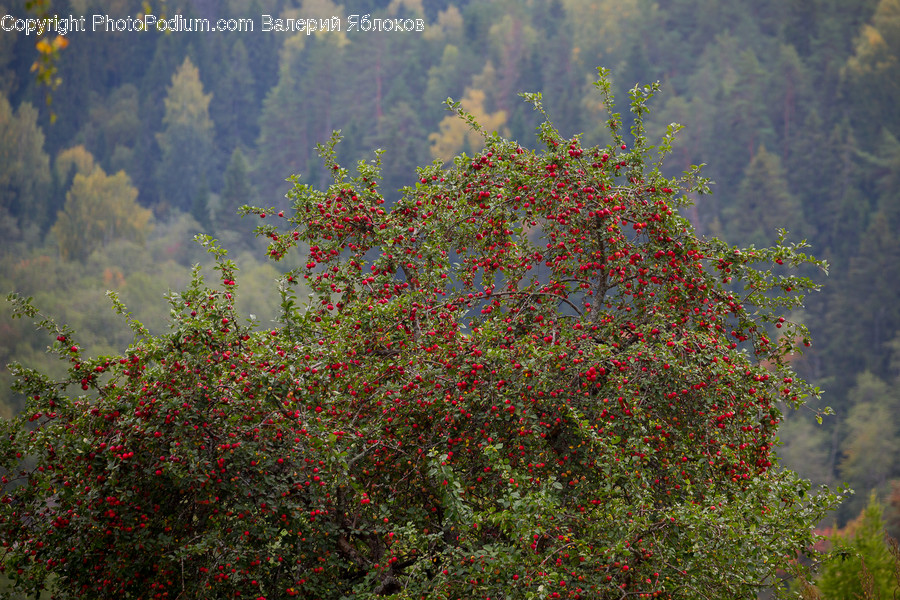 Plant, Tree, Fir, Abies, Leaf