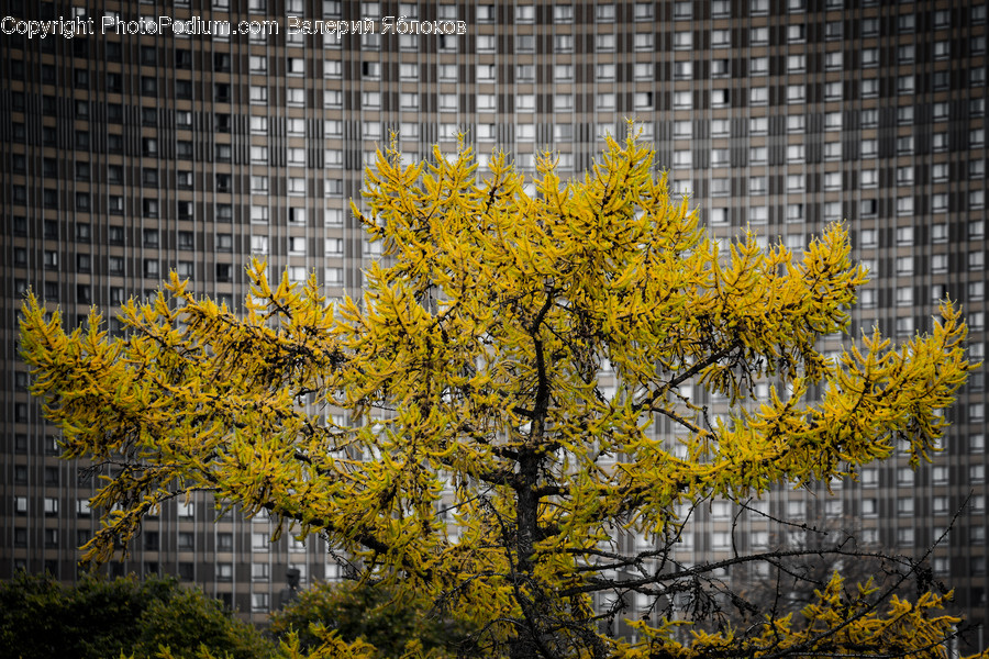 Building, Office Building, Tree, Plant, Tree Trunk