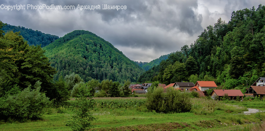 Nature, Outdoors, Countryside, Abies, Tree