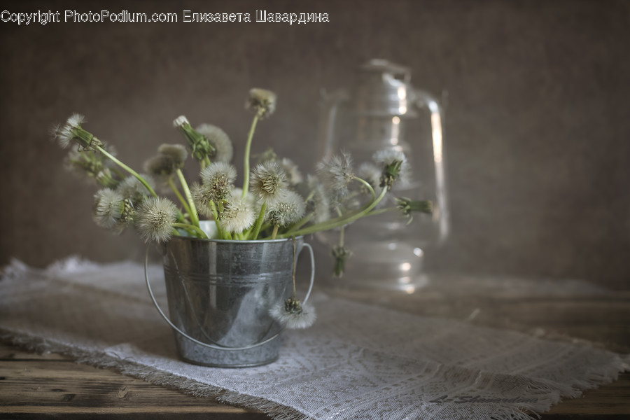 Plant, Flower, Blossom, Apiaceae, Flower Arrangement