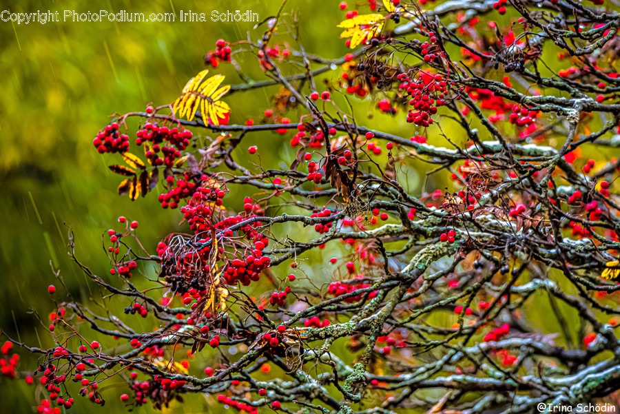 Plant, Pattern, Ornament, Fractal, Leaf