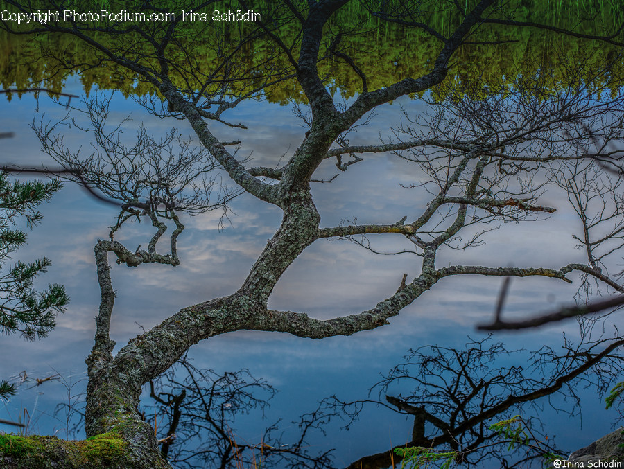 Plant, Tree, Tree Trunk, Algae, Moss