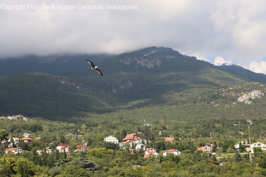 Animal, Bird, Vulture, Flying, Eagle