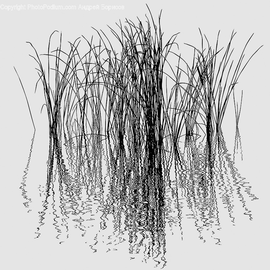 Plant, Grass, Lawn, Reed, Agropyron