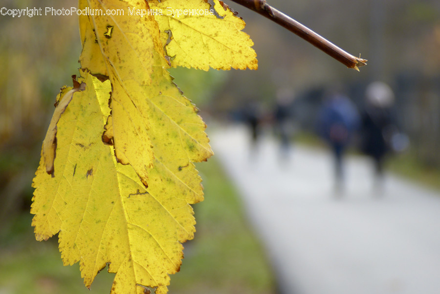 Leaf, Plant, Veins, Tree, Human