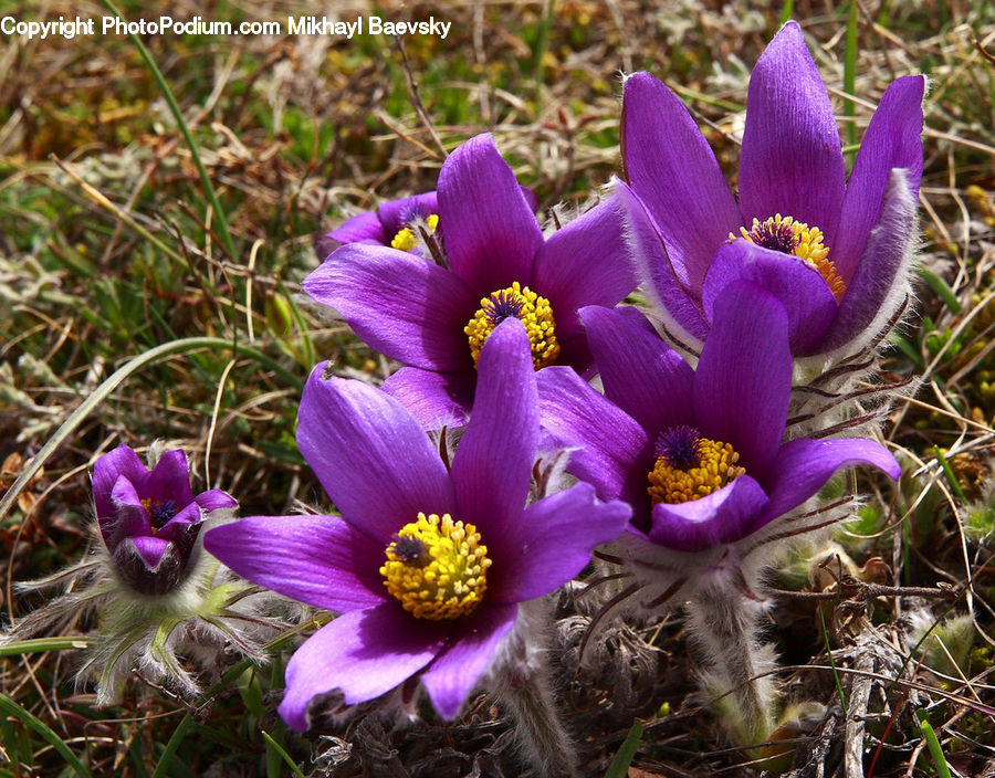 Blossom, Crocus, Flora, Flower, Plant, Outdoors, Violet