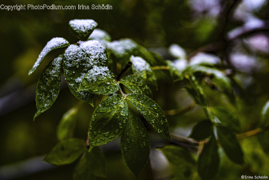 Nature, Outdoors, Ice, Snow, Frost