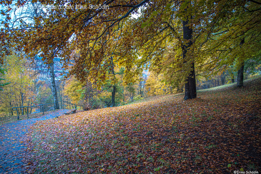 Tree, Plant, Ground, Tree Trunk, Leaf