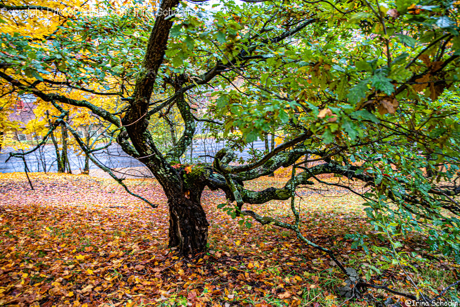 Plant, Tree, Tree Trunk, Leaf, Ground