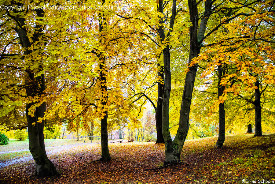 Tree, Plant, Tree Trunk, Ground, Leaf