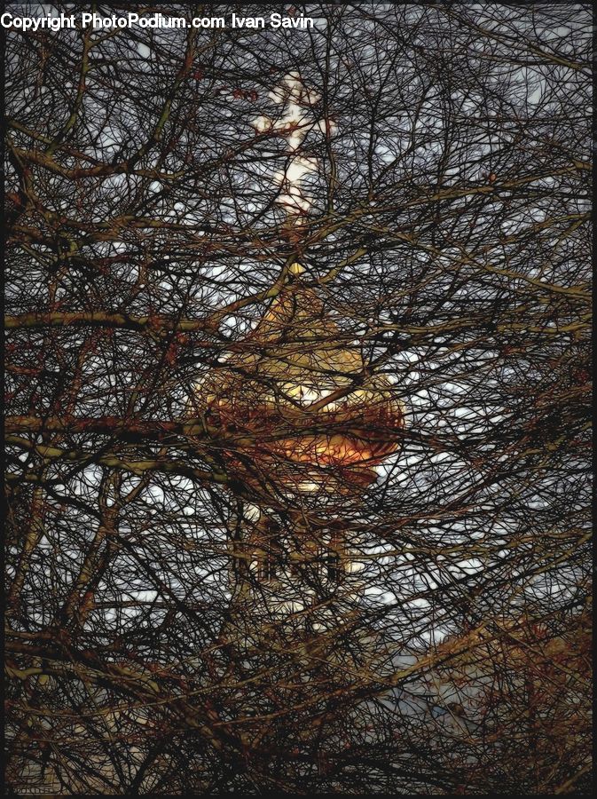 Conifer, Fir, Plant, Tree, Forest, Vegetation, Pine