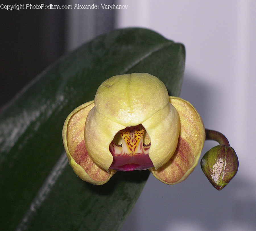 Plant, Blossom, Flower, Leaf, Annonaceae