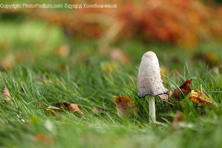 Plant, Fungus, Mushroom, Agaric, Amanita