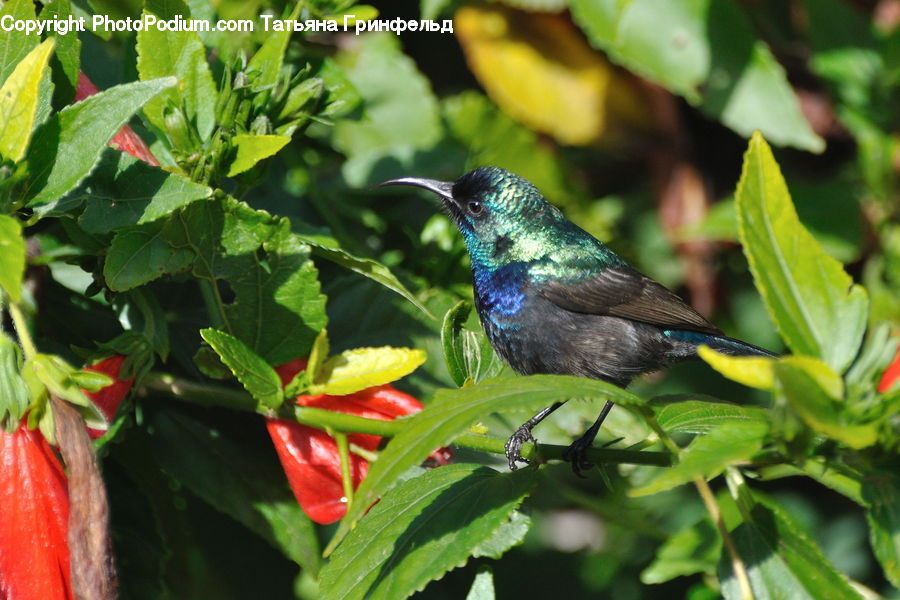 Bird, Pepper, Produce, Vegetable, Wren, Plant, Blue Jay