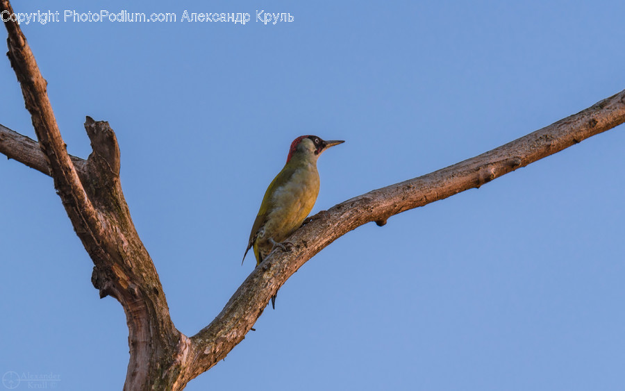 Animal, Bird, Bee Eater, Finch, Canary
