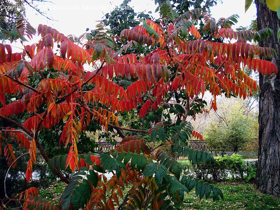 Plant, Leaf, Tree, Vegetation, Outdoors