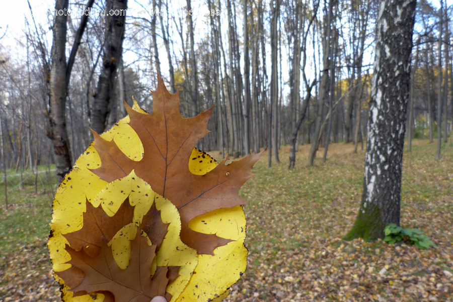 Plant, Leaf, Tree, Vegetation, Outdoors