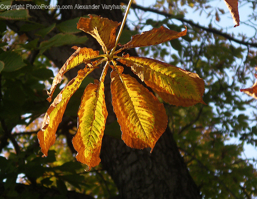 Veins, Leaf, Plant, Flare, Light
