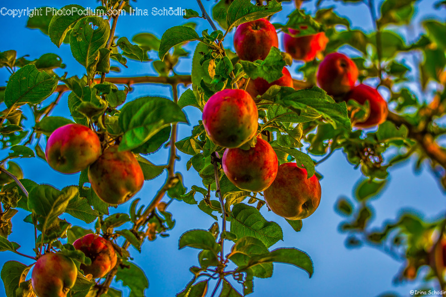 Apple, Plant, Fruit, Food, Produce